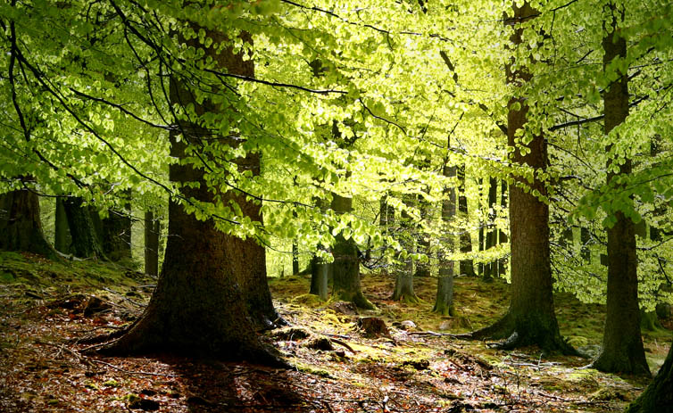 Forest Bathing and Reduced Stress