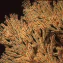 Carbon‑eating marine bacteria: new biotech frontier