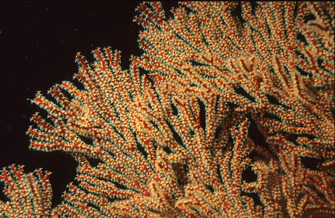 Carbon‑eating marine bacteria: new biotech frontier
