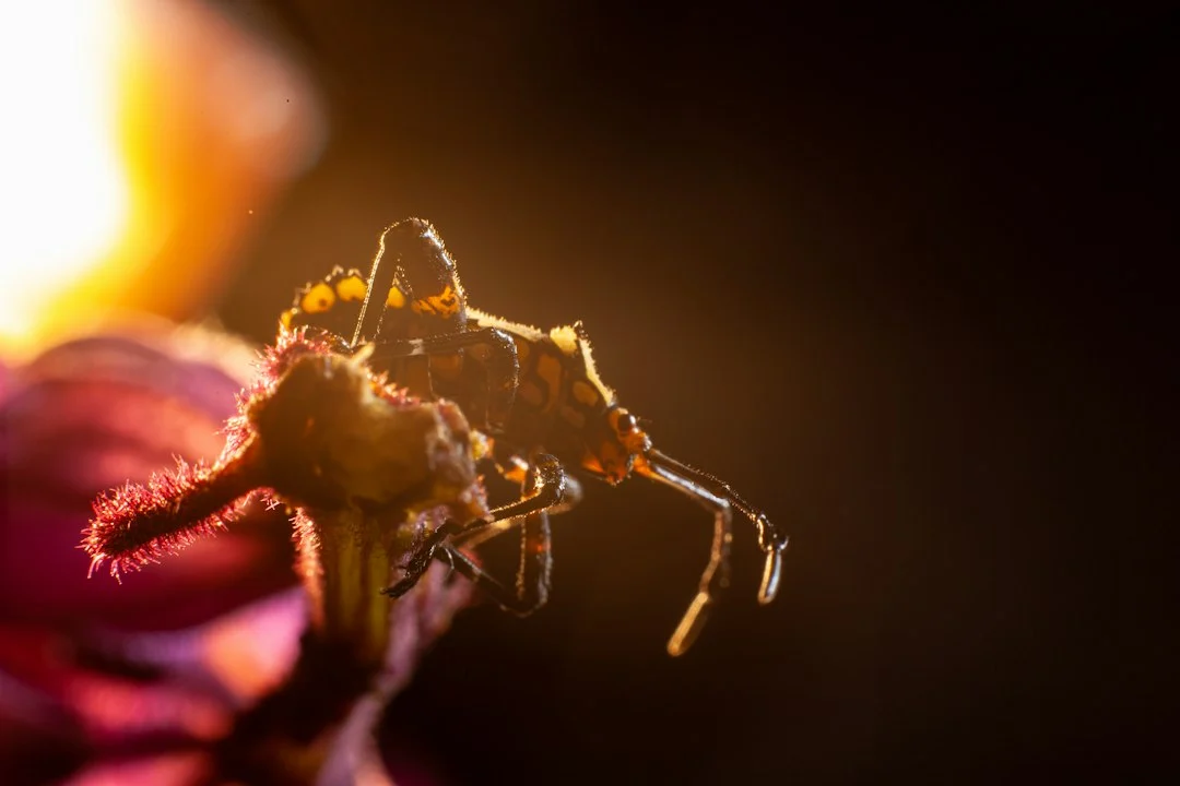 Ethical limits of bio‑hybrid robotic insects
