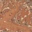 AI model decodes cellular language for tissue engineering