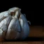 Garlic‑peel sensors: future of affordable home security?