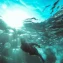 How muscle‑cell‑powered robots could replace underwater drones
